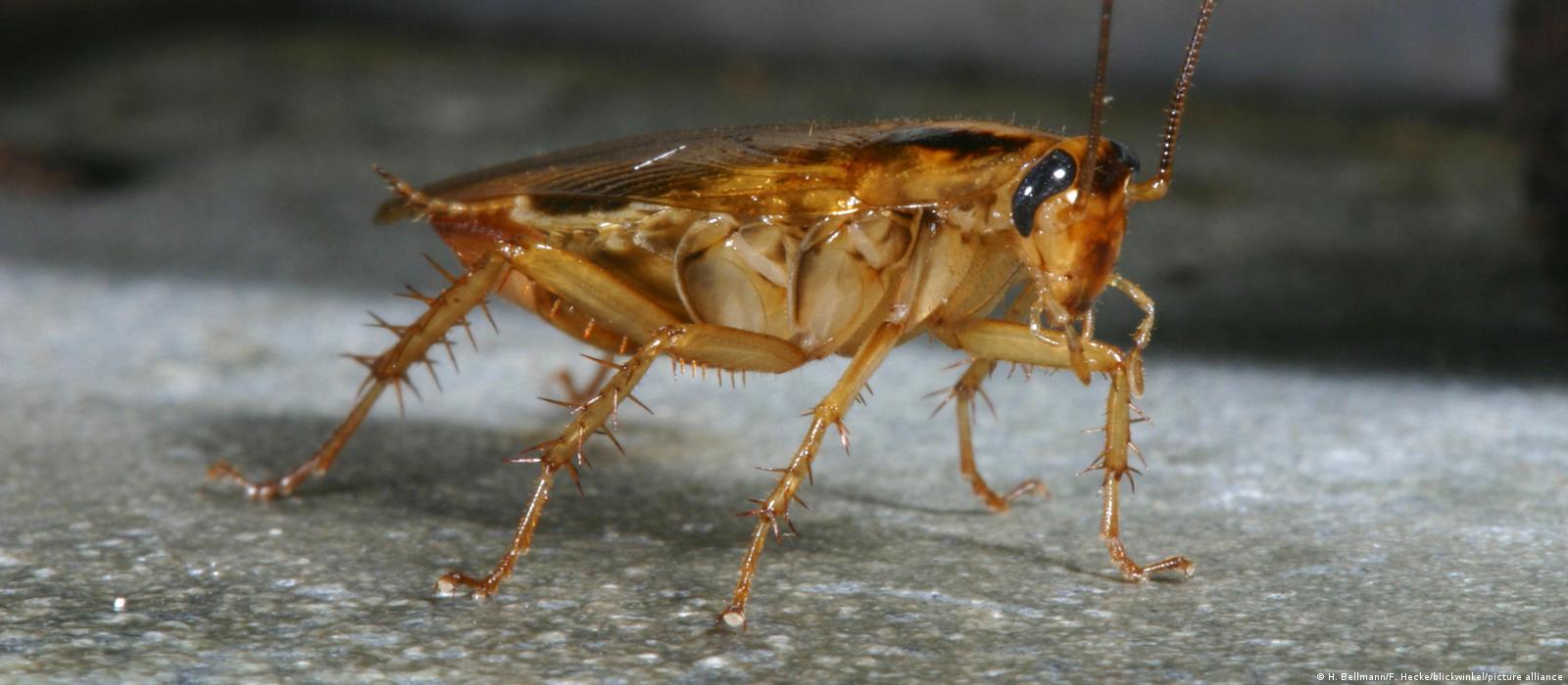 Acercamiento referencial de una cucaracha alemana