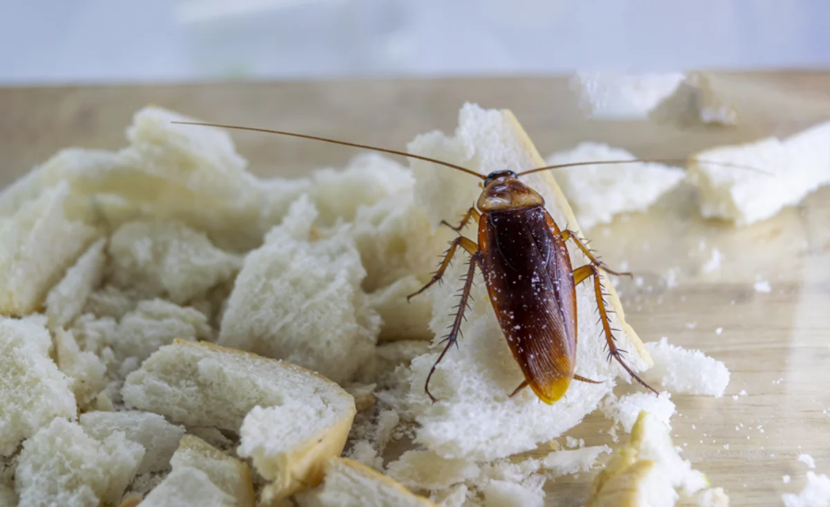Escenario referencial con una cucaracha cerca de alimentos